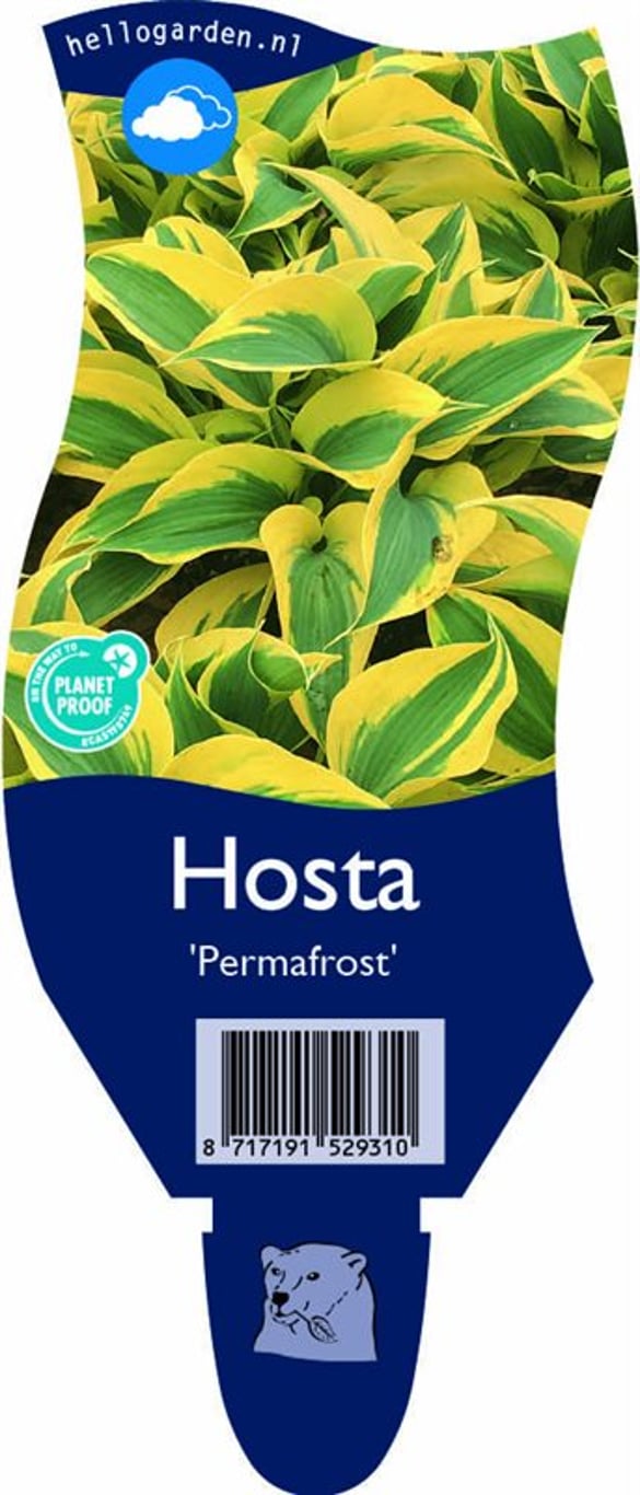 Hosta 'Permafrost' - P11